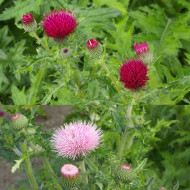 Cirsium Pink and Rose Beauty Mix