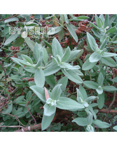 Ciste albidus