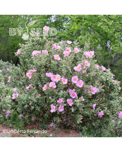 Ciste albidus