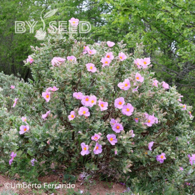 Ciste albidus