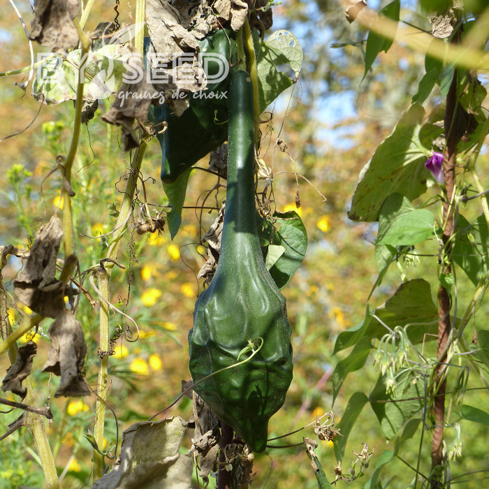 Calebasse (Gourde-bouteille) Dinosaur