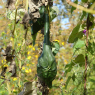 Calebasse (Gourde-bouteille) Dinosaur
