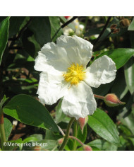 Ciste albidus