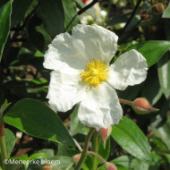 Ciste laurifolius