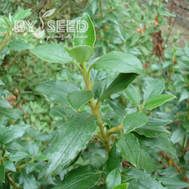 Ciste laurifolius