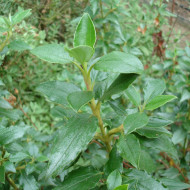 Ciste laurifolius