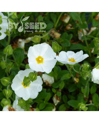 Ciste monspeliensis