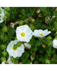 Ciste laurifolius