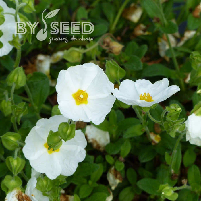 Ciste monspeliensis