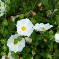 Ciste monspeliensis