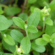 Ciste monspeliensis