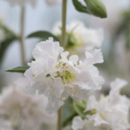 Clarkia Albatross