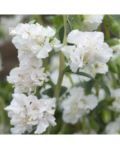Clarkia Albatross