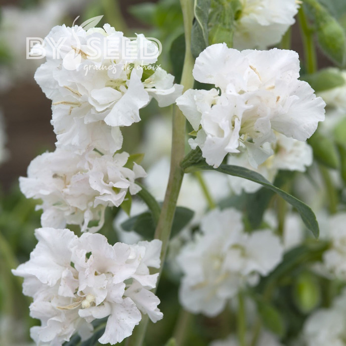 Clarkia Albatross