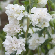 Clarkia Albatross