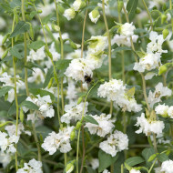Clarkia Albatross
