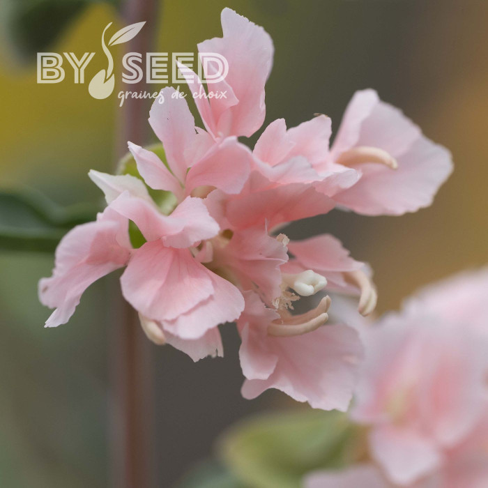 Clarkia Appleblossom