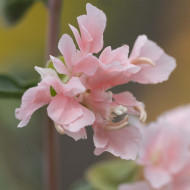 Clarkia Appleblossom