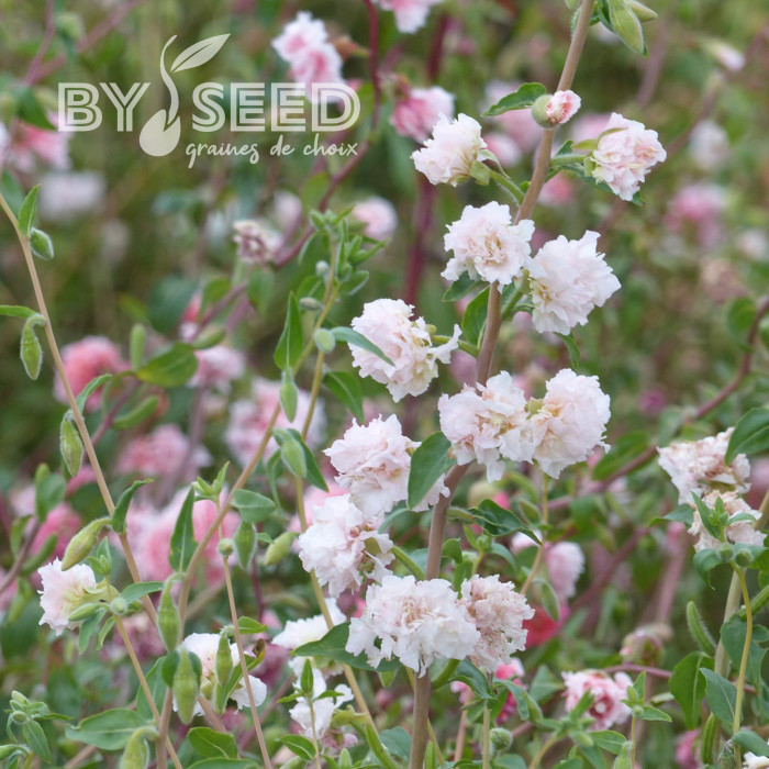 Clarkia Appleblossom