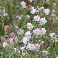 Clarkia Appleblossom