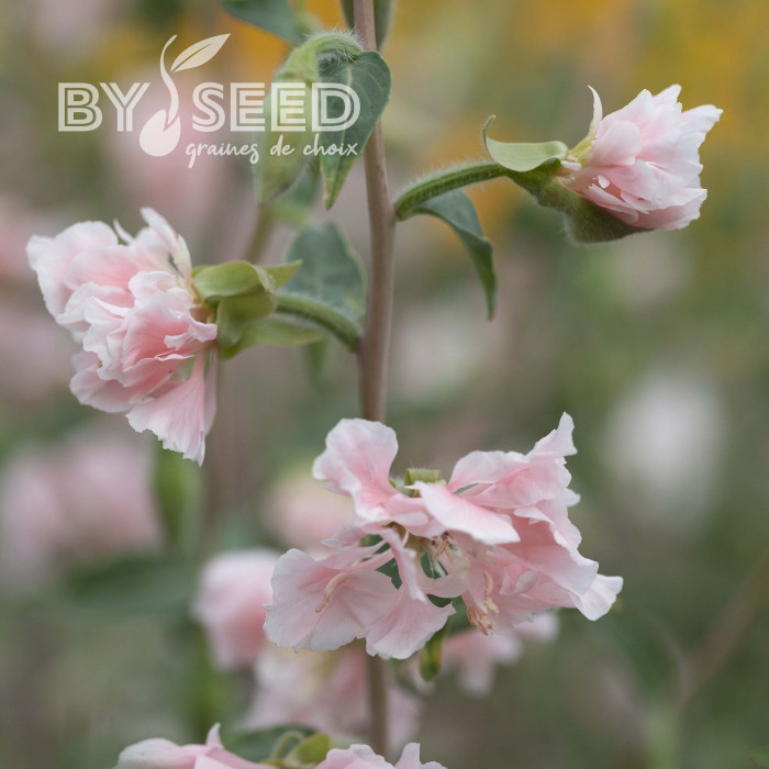 Clarkia Appleblossom