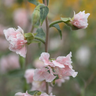 Clarkia Appleblossom