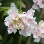 Clarkia Appleblossom