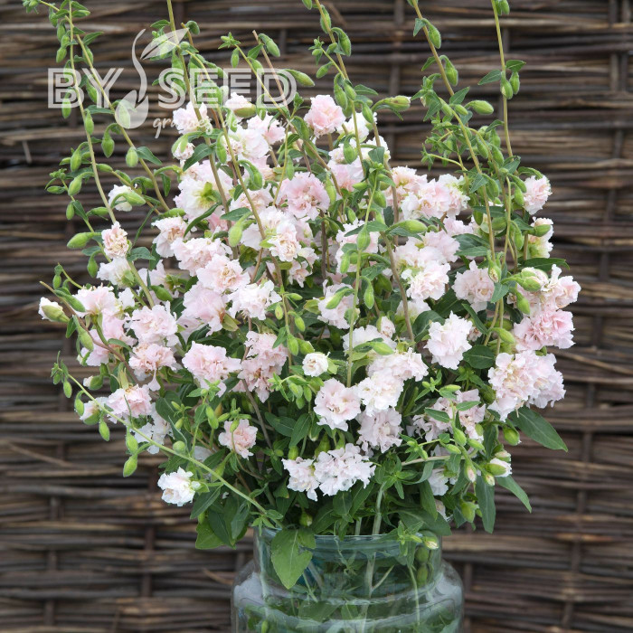 Clarkia Appleblossom