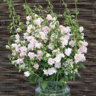 Clarkia Appleblossom