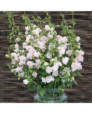 Clarkia Albatross