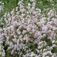 Clarkia Appleblossom