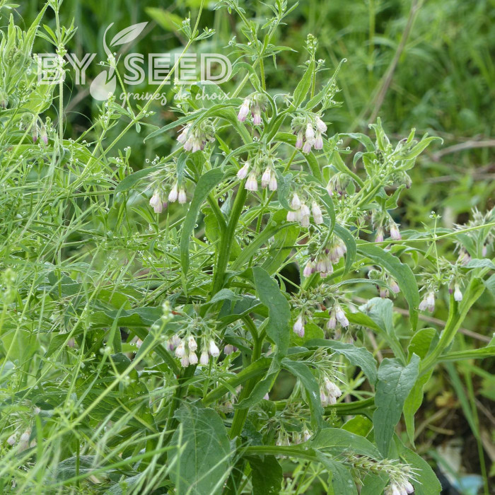 Consoude (plante sauvage)