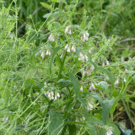 Consoude (plante sauvage)
