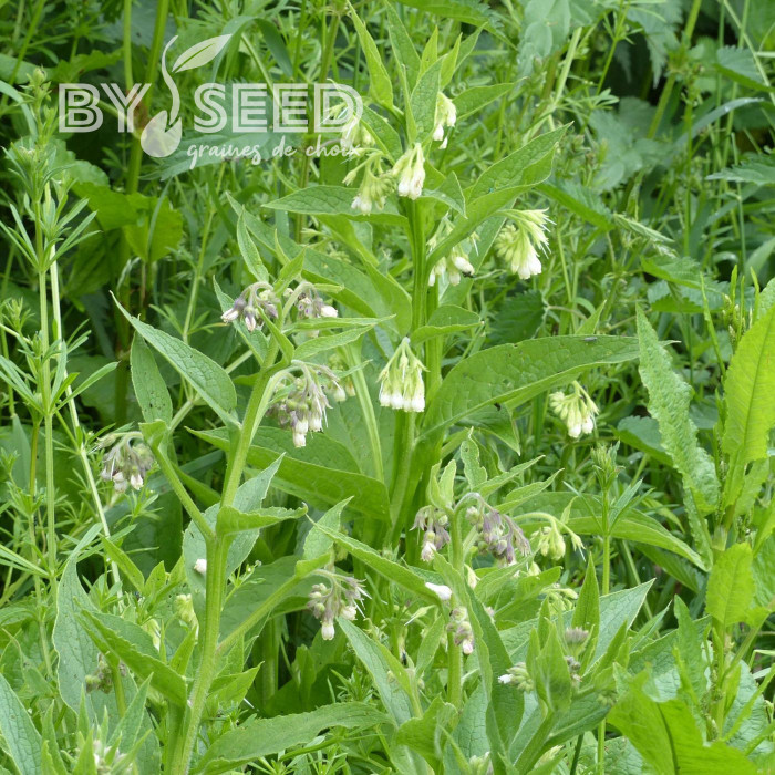 Consoude (plante sauvage)