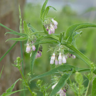Consoude (plante sauvage)