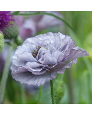 Coquelicot Shirley Mix BIO