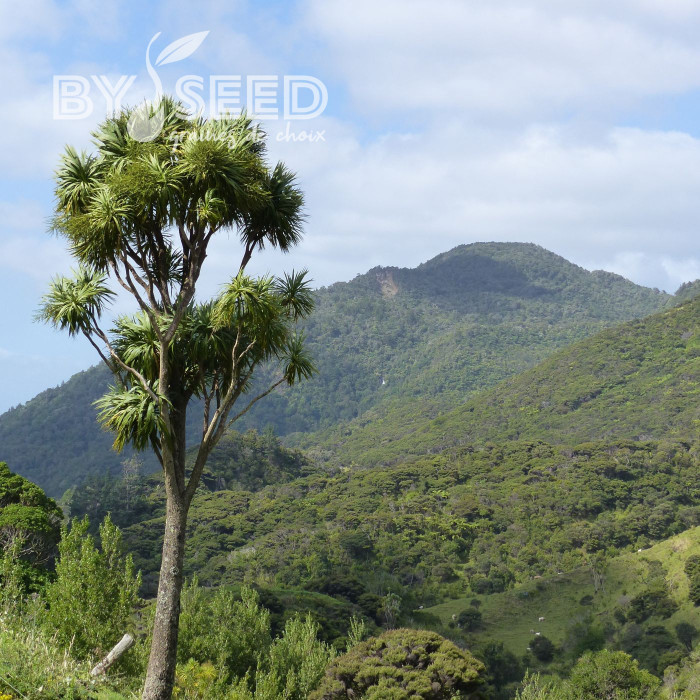 Cordyline australis (verte)
