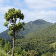 Cordyline australis (verte)