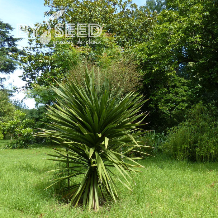 Cordyline australis (verte)
