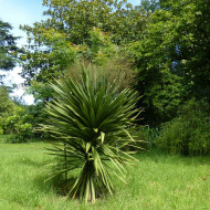 Cordyline australis (verte)