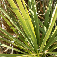 Cordyline australis (verte)