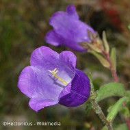 Campanule medium simple bleue