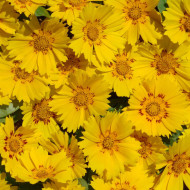 Coréopsis annuel Be Bop