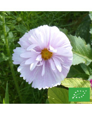 Cosmos Cupsy Mix
