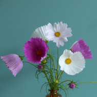Cosmos Cupsy Mix