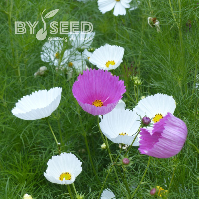 Cosmos Cupsy Mix