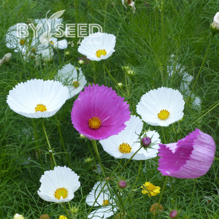 Cosmos Cupsy Mix