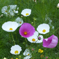 Cosmos Cupsy Mix