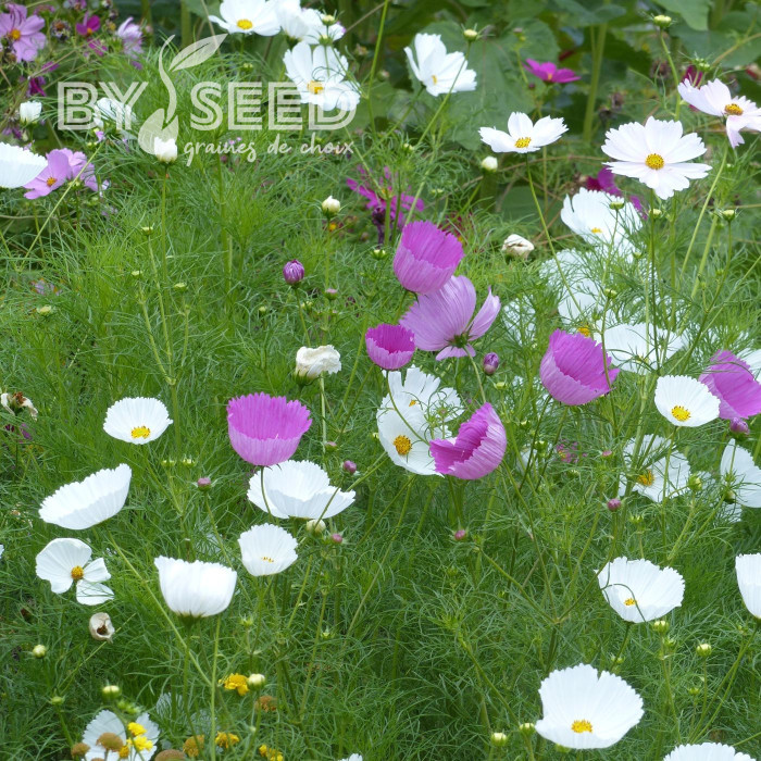 Cosmos Cupsy Mix