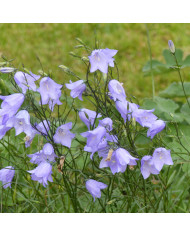 Campanule medium simple bleue
